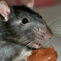 Descubren cómo nuestra dieta cambia genes en el cerebro