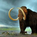 Activan células de mamut; ven poco probable la clonación