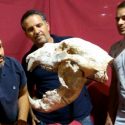 Científicos hallan fósil de oso gigante que vivió hace 700,000 años en Argentina