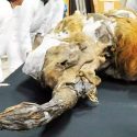Cómo científicos en Japón lograron activar células de un mamut de 28,000 años