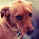 Más que culpa, los perros sienten miedo cuando los regañas