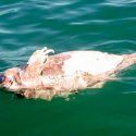 Aparece la primera vaquita marina muerta de 2019