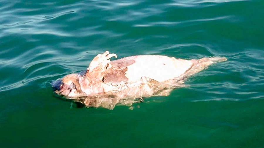 Aparece la primera vaquita marina muerta de 2019