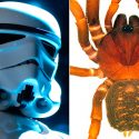 Las tropas de asalto de ‘Star Wars’ inspiran el nombre de nuevas arañas