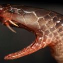 Descubren serpiente que muerde lateralmente con colmillos que salen de las comisuras de su boca