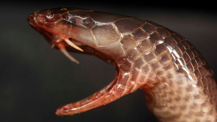Descubren serpiente que muerde lateralmente con colmillos que salen de las comisuras de su boca