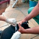 Nariz electrónica puede evitar el sacrificio innecesario de perros sospechosos de leishmaniasis