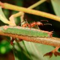 Las plagas impulsan la diversidad en las selvas tropicales