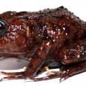 Descubren una nueva especie de rana con cabeza gigante