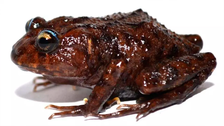 Descubren una nueva especie de rana con cabeza gigante