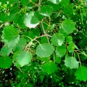 Un árbol inspira cómo dar energía de emergencia a vehículos en Marte