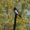 Las aves migratorias regresan cada vez antes