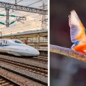 6 tecnologías inspiradas en la naturaleza
