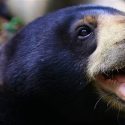Osos se imitan entre sí expresiones faciales, como humanos y gorilas