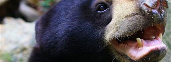 Osos se imitan entre sí expresiones faciales, como humanos y gorilas