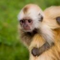 Identificados los primates portadores del Zika
