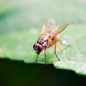 Identifican el circuito neuronal del comportamiento de los insectos