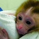 Nace una cría de macaco a partir de tejido testicular prepúber