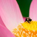 Abejas y peces lograron comunicarse a 700 kilómetros con la ayuda de robots