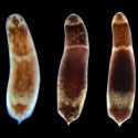 Descubren el gen que permite a los gusanos regenerar sus cuerpos