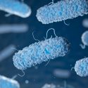 Crean placas solares a partir de bacterias vivas