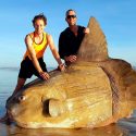 Hallan extraño y gigantesco pez encallado en una playa de Australia