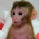 Así es Grady, la mona rhesus hija de testículos congelados