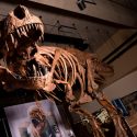 Presenten en Canadá el Tiranosaurio Rex más grande del mundo: 13 metros de largo