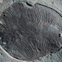 El fósil animal más antiguo es una impresión de su verdadero aspecto