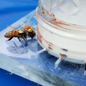 Logran descifrar el lenguaje de las abejas para ayudarlas a comer mejor