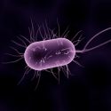 Un nuevo modelo mejora los tratamientos antibióticos