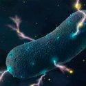 Logran transferir corriente eléctrica generada por bacterias