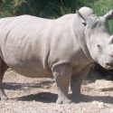 Producen óvulos a partir de tejido para salvar al rinoceronte blanco del norte