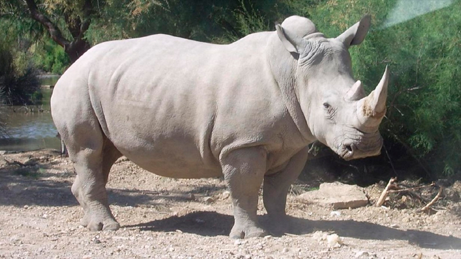 Producen óvulos a partir de tejido para salvar al rinoceronte blanco del norte
