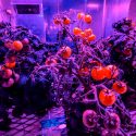 Científica colombiana crea pequeña planta de tomate cultivable en estaciones espaciales