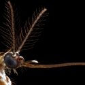 Identifican el gen que atrae a los mosquitos al sudor humano