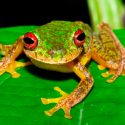 Más de 90 especies de anfibios se han extinguido por un hongo
