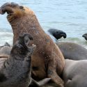Alertan por declive de elefantes marinos en costas del pacífico mexicano