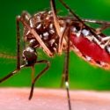 Un mosquito transmisor de malaria resiste el insecticida más usado
