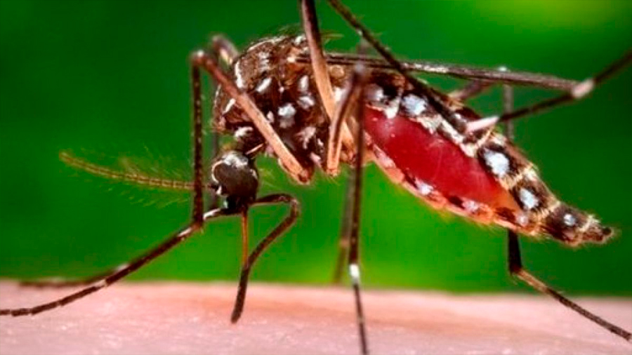 Un mosquito transmisor de malaria resiste el insecticida más usado