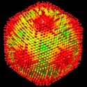 Descubren en Japón un virus que convierte a sus anfitriones en piedra: el Medusavirus