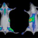 Bioluminiscencia: herramienta para el estudio del cáncer y la regeneración celular