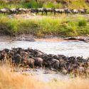 El icónico Serengeti-Mara, bajo la amenaza demográfica del ser humano