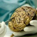 Descubren un proceso cerebral común para dormir y envejecer