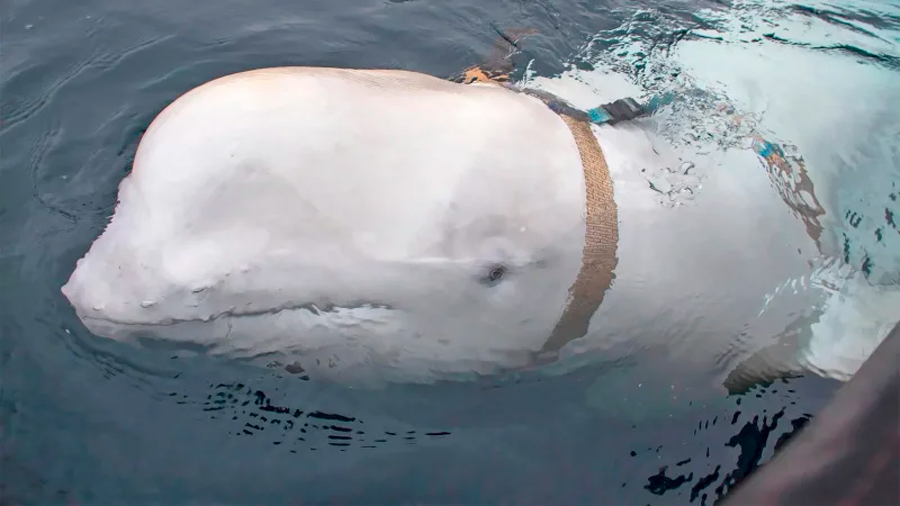 Pescadores noruegos encuentran una ballena domesticada portando un extraño arnés militar ruso
