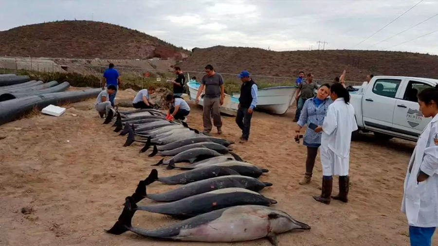 El cambio climático afecta la supervivencia y reproducción de delfines, revela estudio