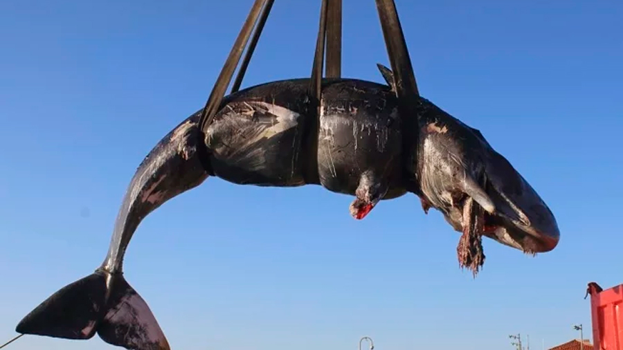 Italia: hallan a ballena muerta con 22 kilos de basura en el estómago