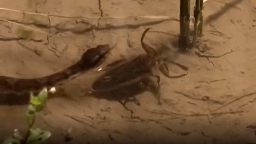 Chinches acuáticas gigantes devoran vivas a ranas y serpientes con una picadura que inyecta ácido