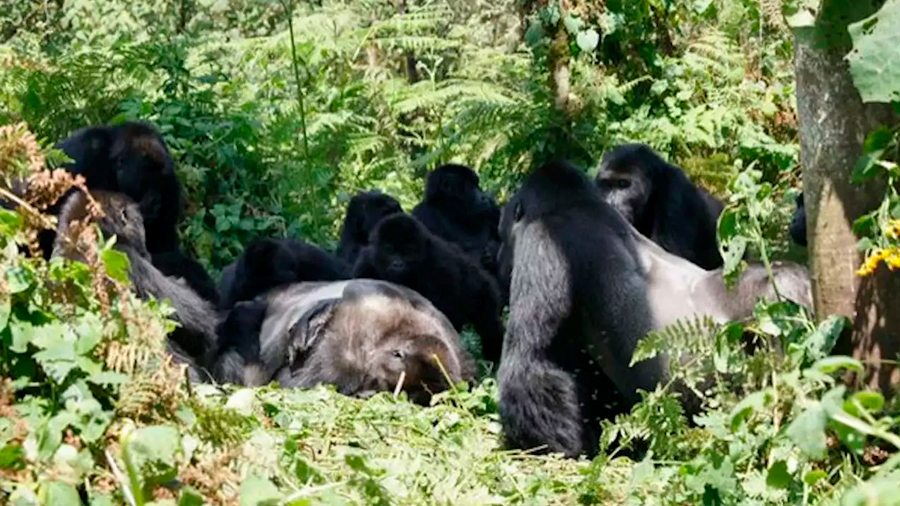 Los gorilas no solo velan los cadáveres de sus seres queridos, también los desconocidos