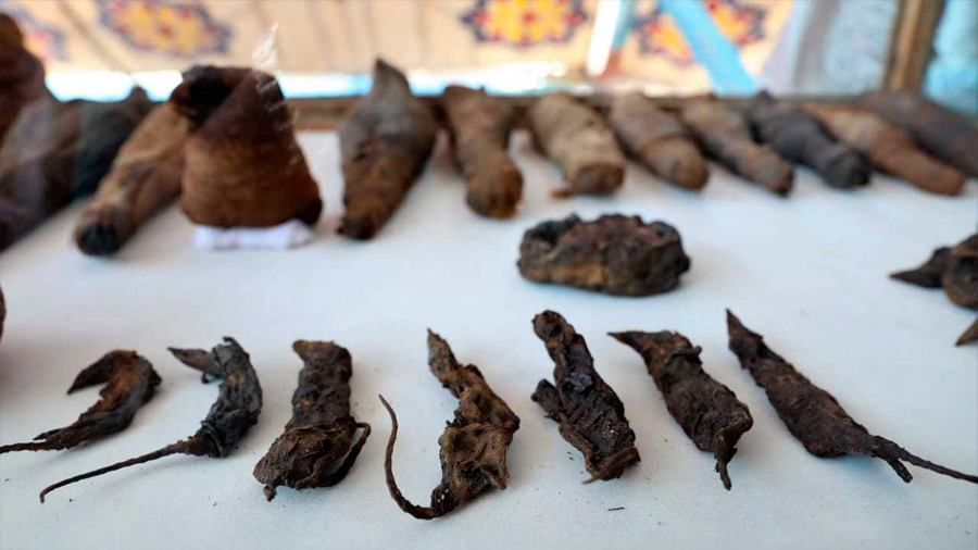 Egipto: hallan ratones momificados en la tumba faraónica de un noble